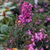 Erica dararleyensis. 'J.W. Porter' (Pink)
