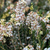Erica darleyensis. 'White Perfection'