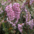 Erica darleyensis. 'Darleys Dale' (Lilac)