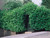 Laurel Hedging