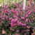 Erica darleyensis. 'Kramer's Rote' (Red)