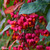 Euonymus europaeus 'Red Cascade'