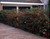 Holly Hedging
