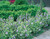 Vinca major Variegata