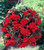 Begonia Giant Pendula Scarlet