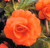 Begonia Double Exhibition Orange 5/6cm