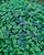 Vinca minor