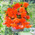 Begonia Giant Cascading Exhibition Orange