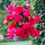 Begonia Giant Cascading Exhibition Pink