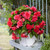 Begonia Giant Cascading Exhibition Pink