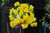 Begonia Giant Cascading Exhibition Yellow