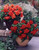 Begonia Double Crimson 3/4cm