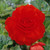 Begonia Double Scarlet 3/4cm