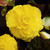 Begonia Double Yellow 3/4cm