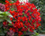 Begonia Multiflora Flamboyant