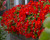 Begonia Multiflora Flamboyant