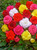 Non Stop Begonias Mixed 3/4cm