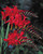 Crocosmia Lucifer