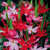 Schizostylis Mixed