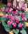 Cyclamen hederifolium 13/15cm