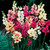 Ixia Mixed
