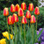 Tulip 'Apeldoorn Elite'