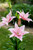 Lilium Elodie