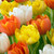 Tulip 'Monte Carlo'