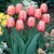 Tulip 'Pink Impression'