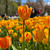 Tulip 'Olympic Flame'