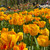 Tulip 'Olympic Flame'