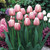 Tulip 'Ollioules'