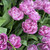 Tulip 'Blue Diamond'
