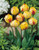 Tulip Golden Nizza