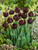 Tulip 'Black Hero'