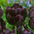 Tulip 'Black Hero'