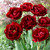 Tulip 'Uncle Tom'