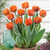 Tulip 'Orange Princess'