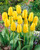 Tulip 'Candela'