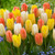 Tulip 'Candela'