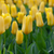 Tulip 'Candela'