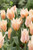 Tulip Fur Elise 10/11cm