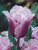 Tulip Blue Heron 11-12cm