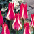 Tulip Pinocchio 10/11cm