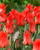 Tulip 'Red Riding Hood'