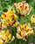 Tulip 'Flaming Parrot'