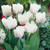 Tulip White Parrot