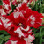 Tulip 'Estella Rynveld'