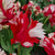 Tulip 'Estella Rynveld'