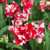 Tulip 'Estella Rynveld'